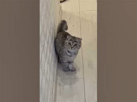 #котенок #мойпитомец #животные #вилли #вислоухий #шатландец # ...