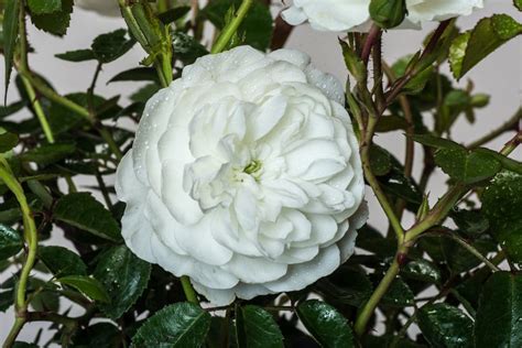 Rose Snow Ballet® - Rosa Snow Ballet® günstig kaufen