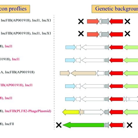 The Genetic Environments Of Bla CTXM55 In E Coli ST1193 X Gene