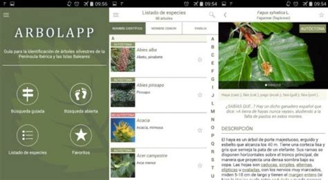 Arbolapp Una Aplicaci N Para Identificar Rboles