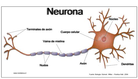 TEJIDO NERVIOSO Mind Map