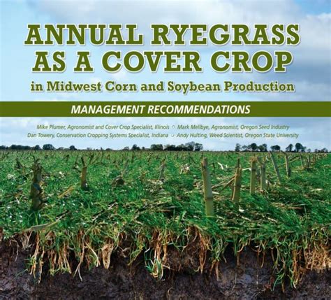 Annual Ryegrass Cover Crop Ryegrass Cover Crop