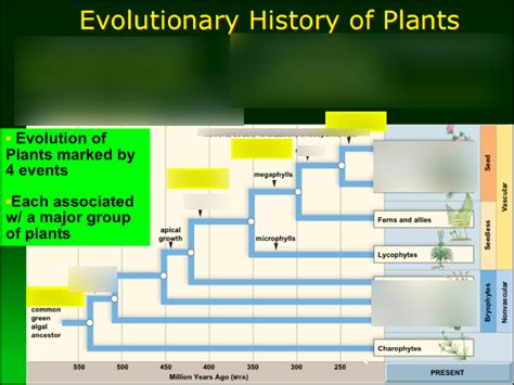 Evolutionary History of Plants Diagram Diagram | Quizlet