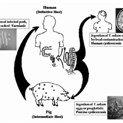 Map Of The World Indicating Endemic Areas Of Cysticercosis Modified