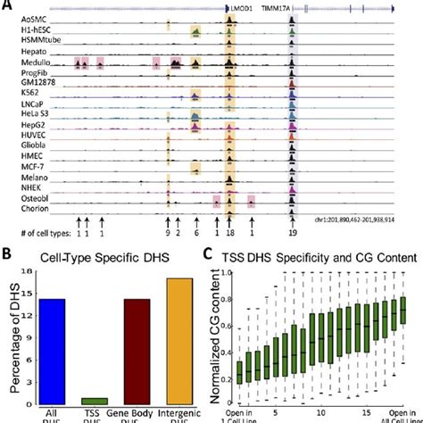 Cell Type Specific Gene Expression And Definition Of Gene Classes