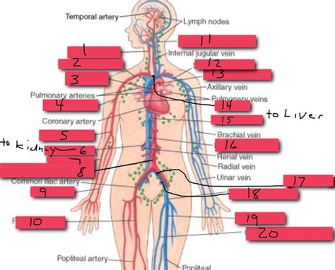 Blood Vessels Of Human Body Flashcards Quizlet