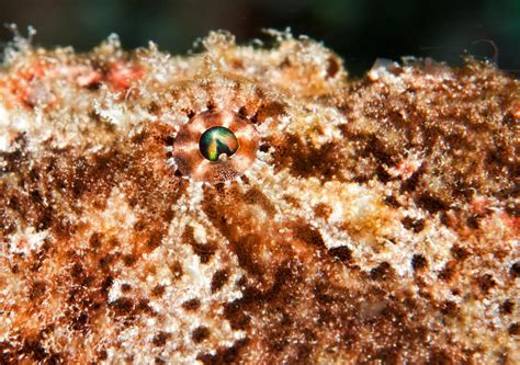 Frogfish Eye Chuck Babbitt Flickr