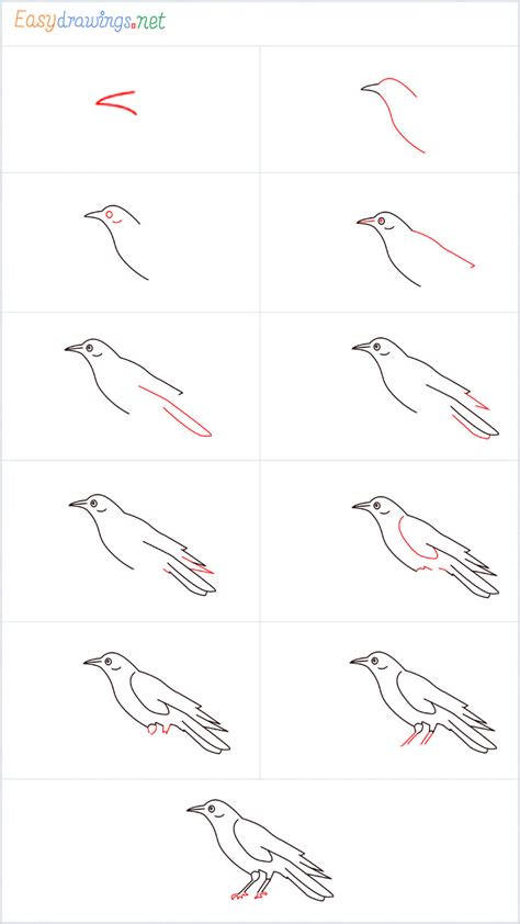 How To Draw A Raven Step By Step 11 Easy Phase