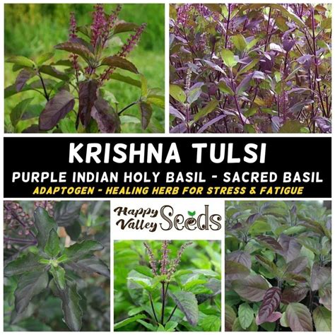 Krishna Holy Basil