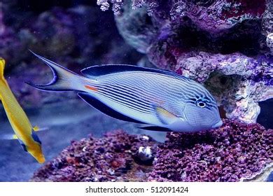 Sohal Surgeonfish Sohal Tangzebra Tangarabian Tang Stock Photo