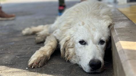 Crudeltà contro un cane randagio colpito con una freccia vicino all occhio