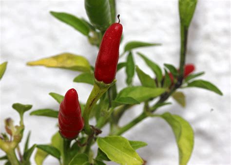 Hot Pepper Thai Seeds Heirloom Seeds Canada