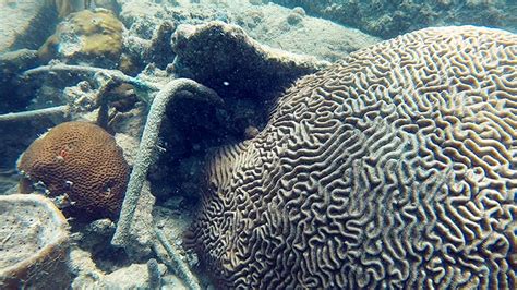 Coral Morphologic Blog Archive ‘on Super Corals And Where To Find