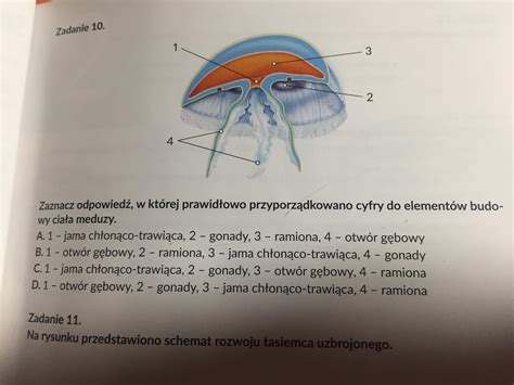 Zaznacz Odpowiedz Przyporz Dkuj Elementy Budowy Cia A Meduzy Brainly Pl