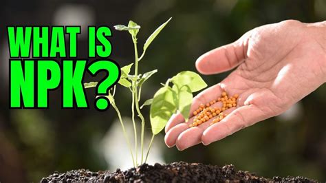 Understanding NPK Nutrients For Plants YouTube