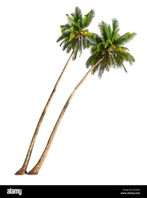 Palm Tree White Background