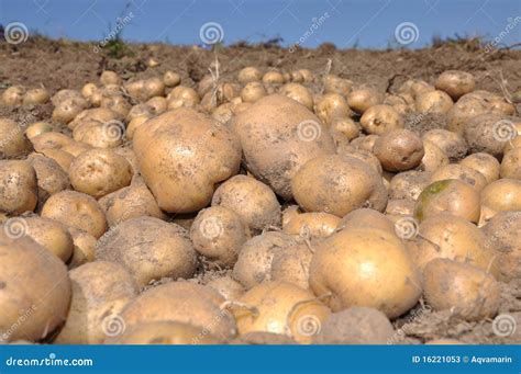 Potato harvest stock image. Image of harvesting, organic - 16221053