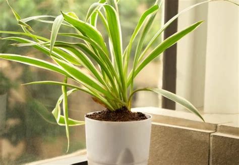 Spider Plant Care Simplified Your Guide To Healthy Chlorophytum Comosum Solano Garden