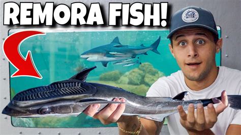 Adding Crazy Remora Fish To My Saltwater Pond Youtube