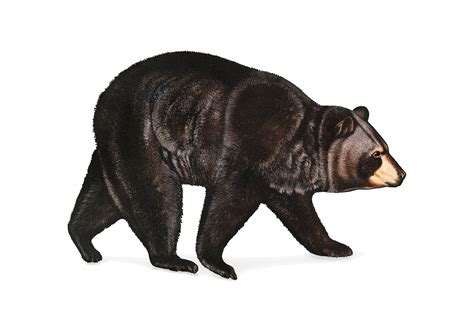 American Black Bear illustration - Download Free Vectors, Clipart ...