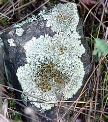 Lichen - Wikipedia