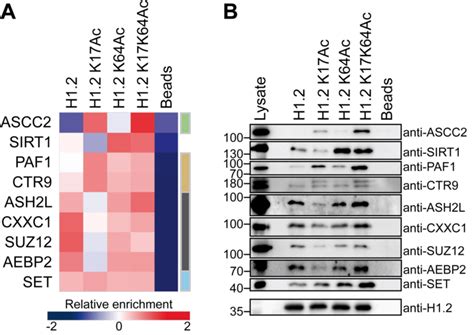 Validation Of Acetylation Specific Interactions By Western Blot A