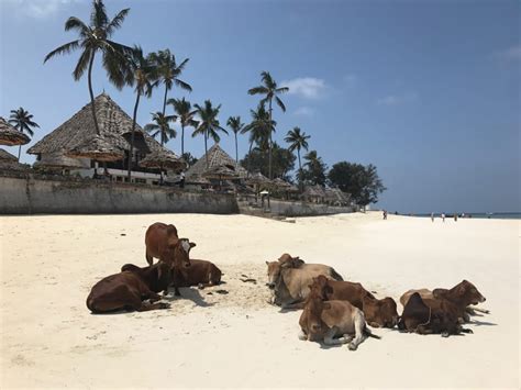 Strand Nungwi Beach Resort By Turaco Nungwi HolidayCheck