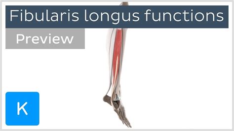 Fibularis Longus Muscle (Peroneus Longus Muscle) Yoganatomy, 46% OFF