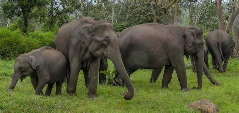 Asian Elephants Have Distinct Personalities Similar to Ours