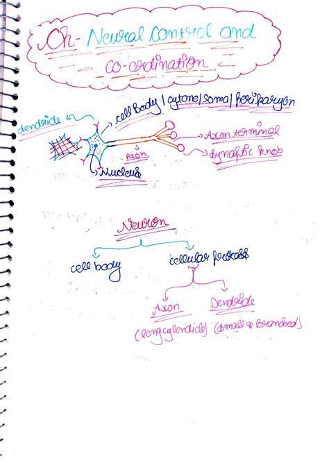 SOLUTION Neural Control And Coordination Handwritten Notes With