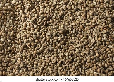 Green Robusta Coffee Beans Stock Photo 464653325 | Shutterstock