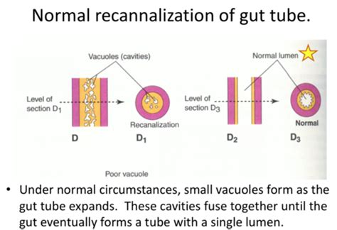 GI Embryology Flashcards Quizlet