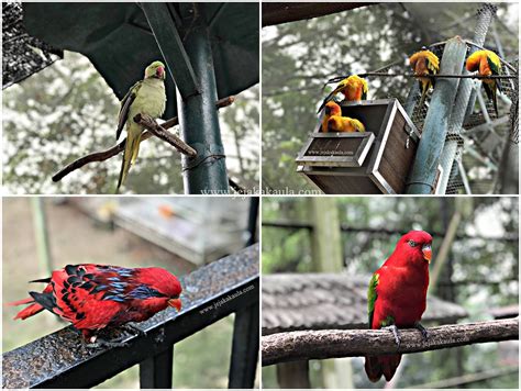 Kl Bird Park Mengadakan Promosi Bersempena Pembukaan Semula Selepas Pkp