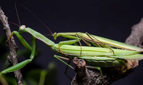 Praying Mantis Craft | Hot Sex Picture