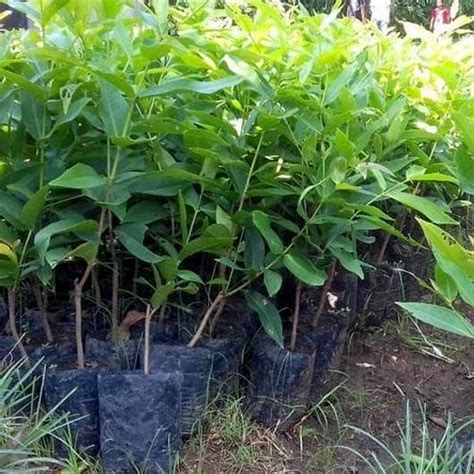 Jual Bibit Jambu Air King Rose Super Murah Berkualitas Kartani Co Id