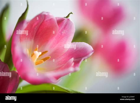 Pink Tulip Close Up Stock Photo Alamy