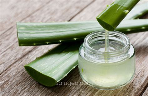 Aloe Vera In Menopausa Quali Sono I Veri Benefici Blog Salugea