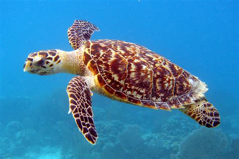 The Hawksbill Sea Turtle Padre Island National Seashore U S National Park Service