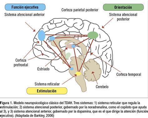 El Cerebro Con Tdah Off Elevate In