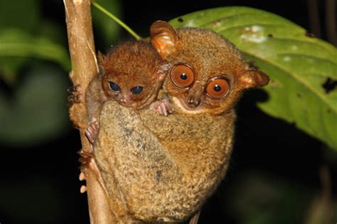 Tarsier baby born in conservation centre in the Philippines celebrates first birthday | Projekt ...