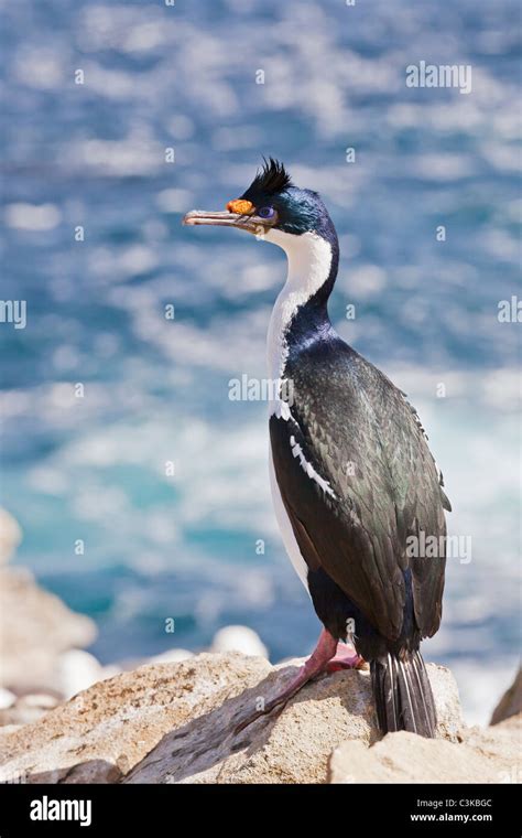 West Falklands New Island Hi Res Stock Photography And Images Alamy