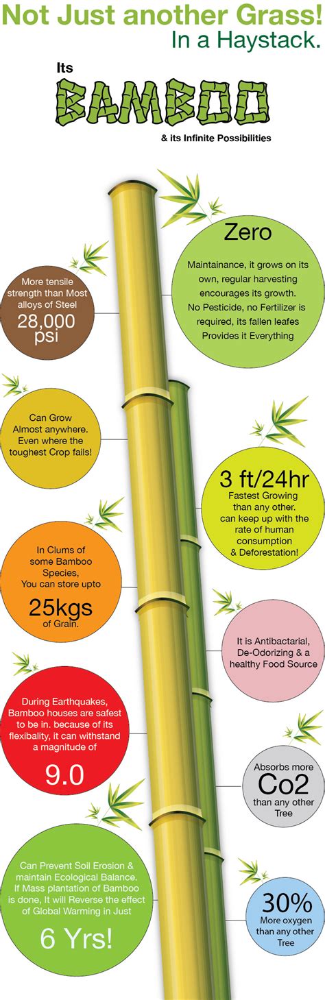 Infographics On Bamboo On Behance