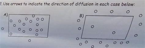 FREE Use Arrows To Indicate The Direction Of Diffusion In Each Case