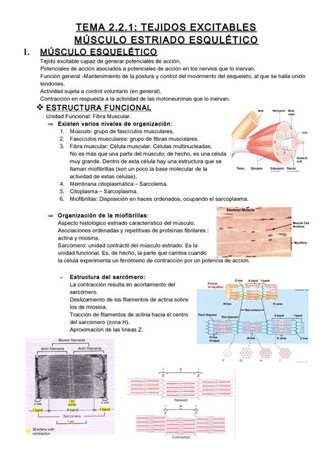 Tema 2 2 1 Tejidos Excitables Músculo Esquelético TEMA 2 2
