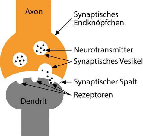 Wie Wirken Psychoaktive Substanzen Eigentlich Psychonaut Eu