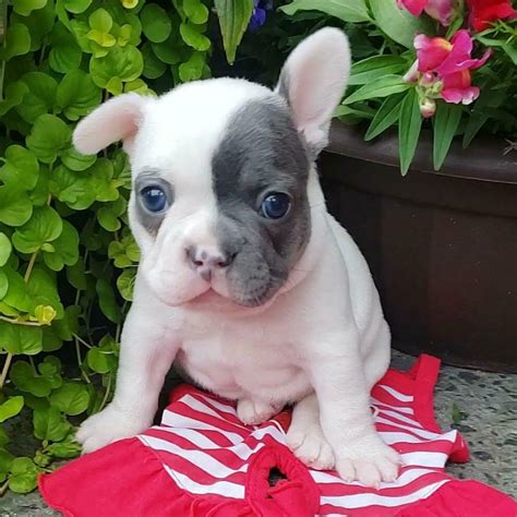 Teacup French bulldog for sale/French bulldog puppies for sale