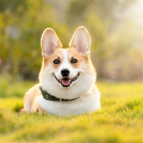 Tổng hợp 101+ hình nền chó corgi cute siêu hot - Starkid