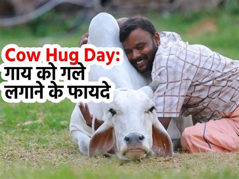 Cow Hug Day In India Cow Cuddling Therapy In Hindi गाय को गले लगाने