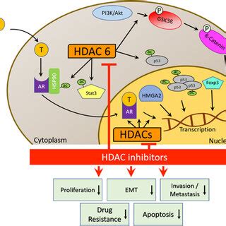 CRPC clinical trials of HDAC inhibitors | Download Scientific Diagram