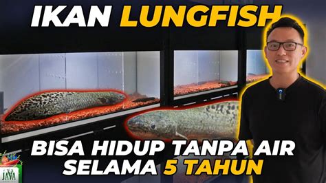 GREBEK TEMPATNYA IKAN LUNGFISH KOK DI JUAL BELI YA YouTube